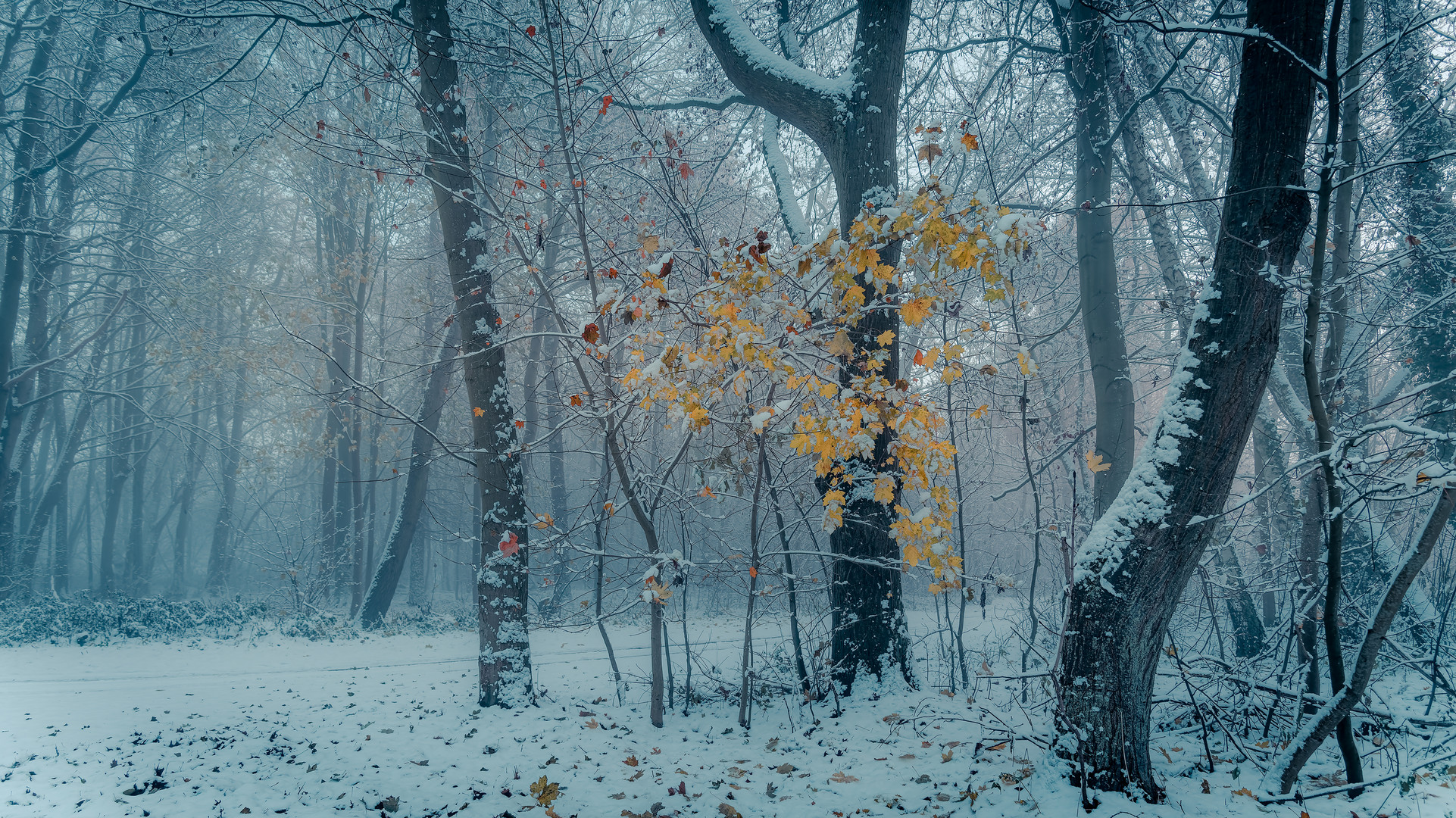 Erster Schnee - Herbstfarben im Winterwald