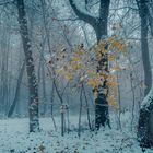 Erster Schnee - Herbstfarben im Winterwald