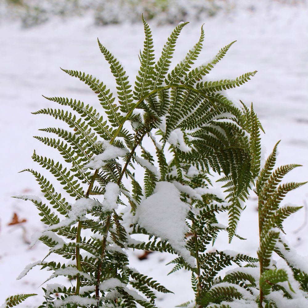 Erster Schnee, heute