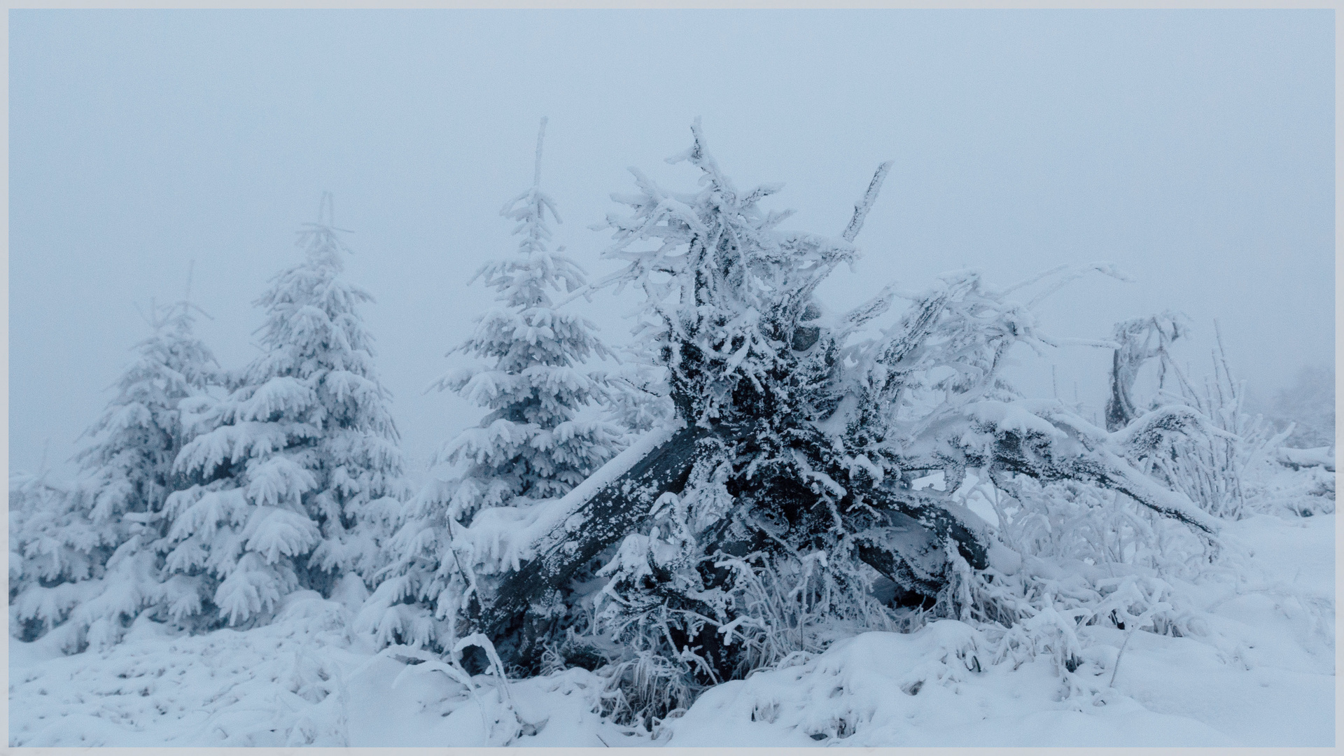 Erster Schnee im Bayerischen Wald