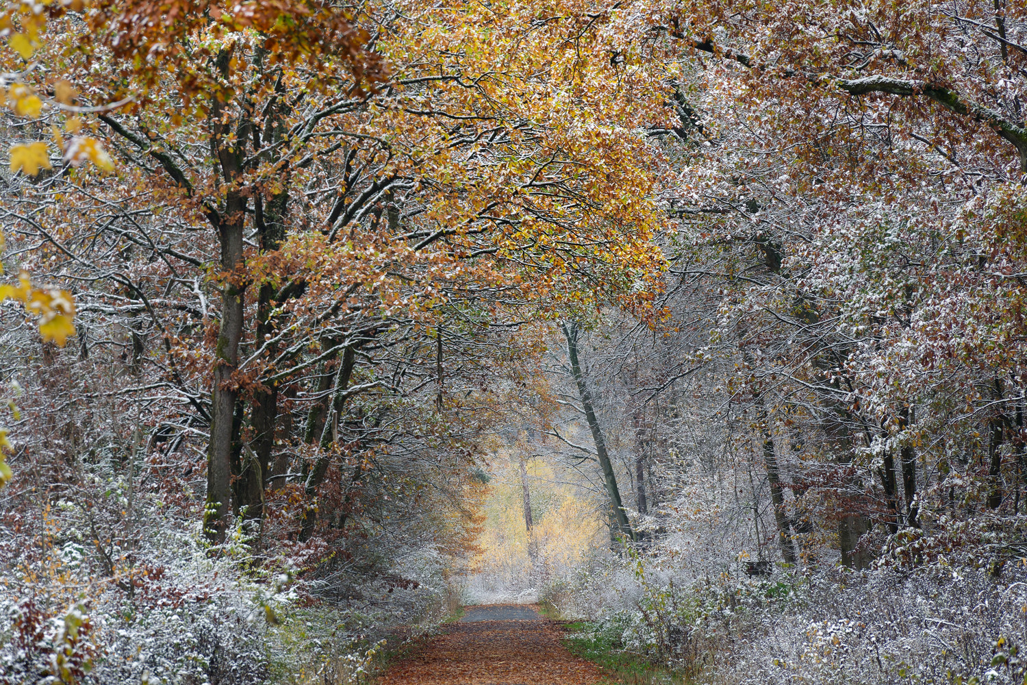 Erster Schnee im Herbst