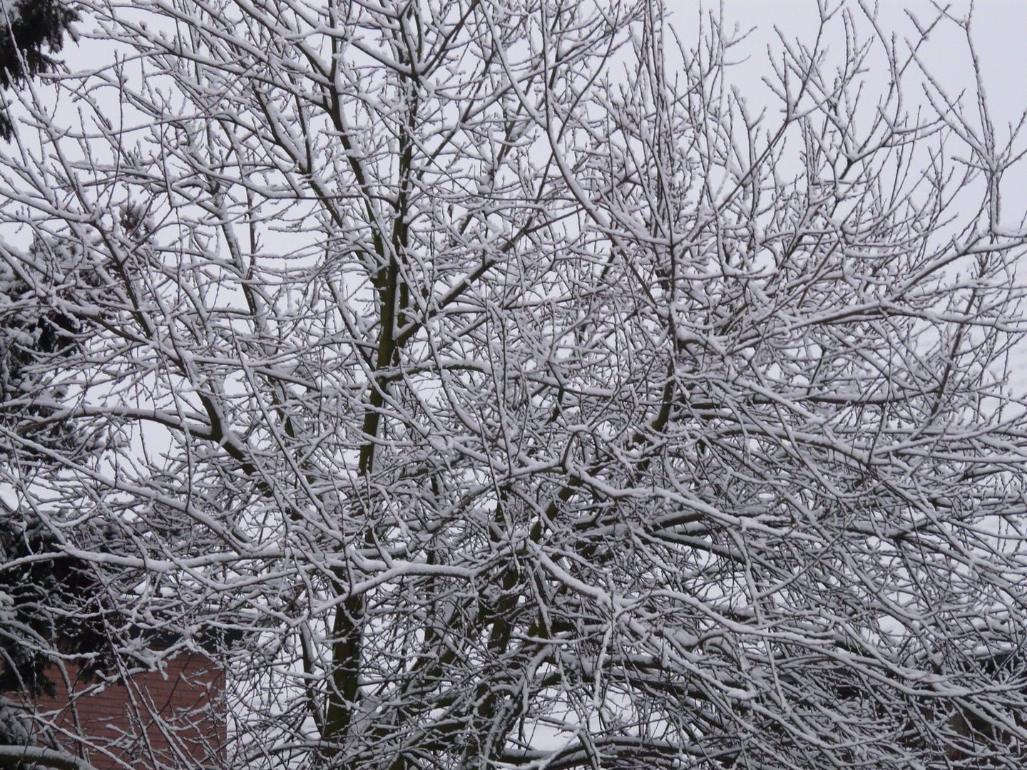 Erster Schnee im neuen Jahr 2