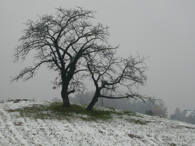 Erster Schnee im November