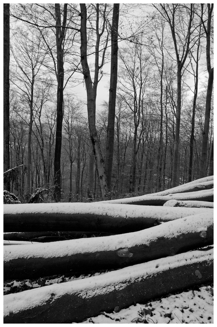 Erster Schnee im Wald