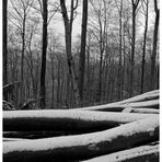 Erster Schnee im Wald