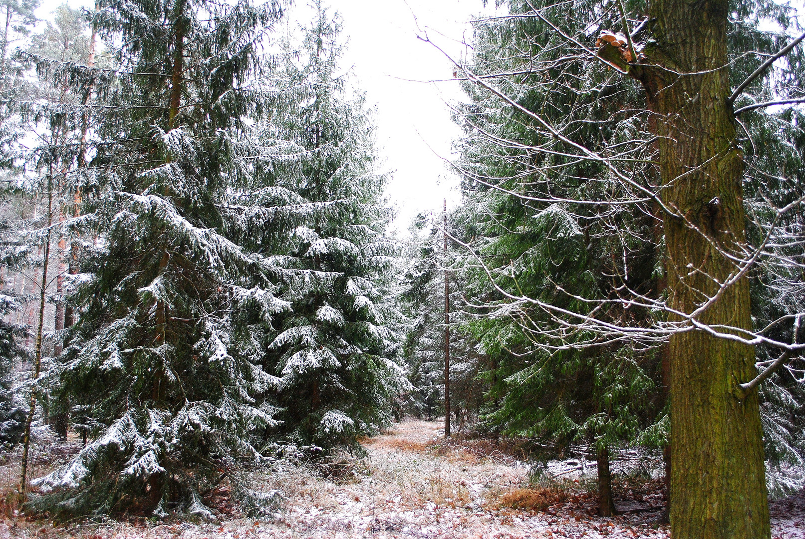 erster Schnee im Wald