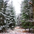erster Schnee im Wald
