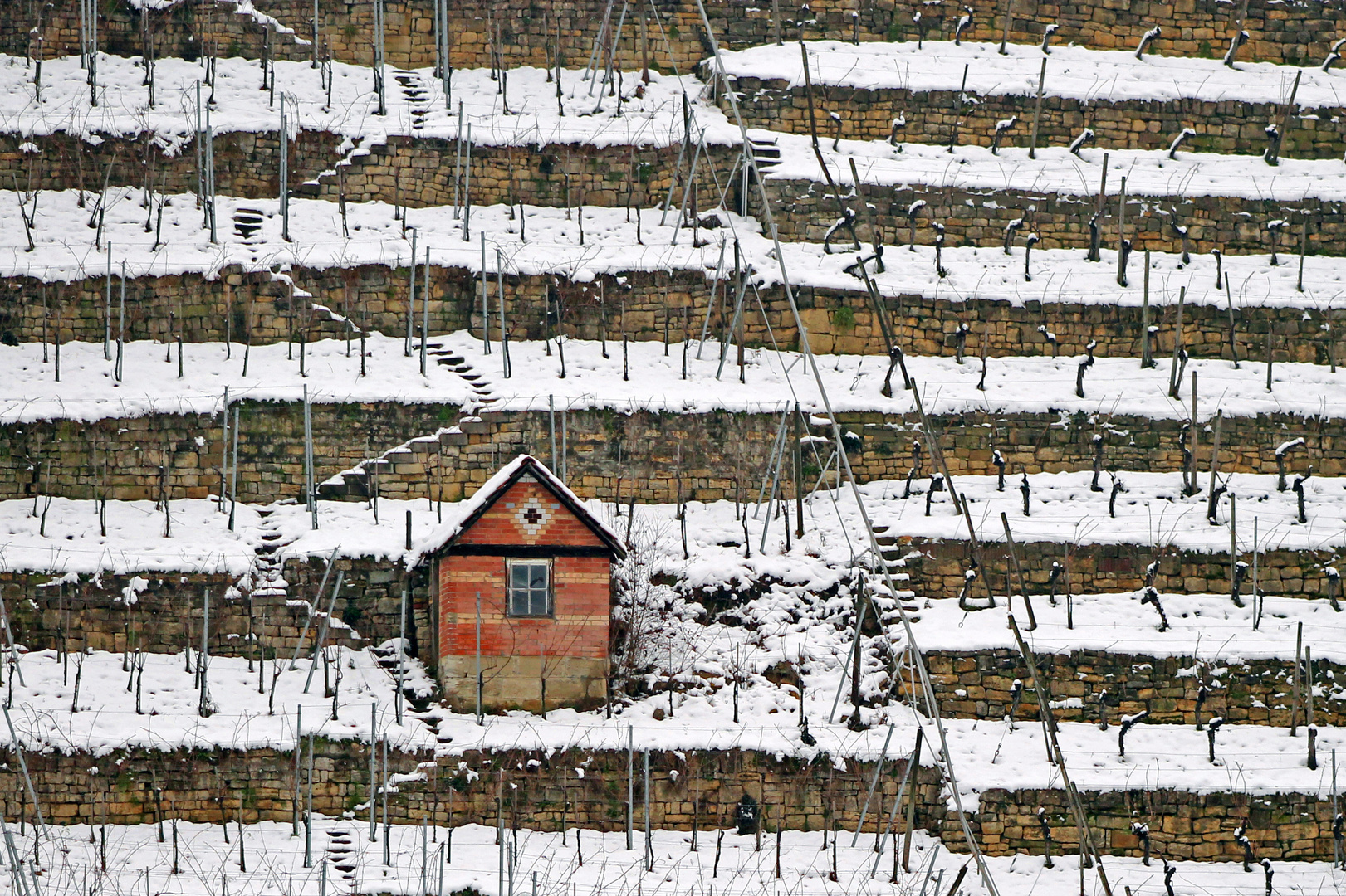 Erster Schnee im Weinberg