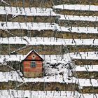 Erster Schnee im Weinberg