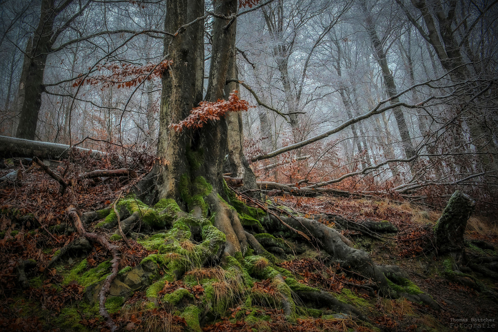 erster Schnee im Zauberwald