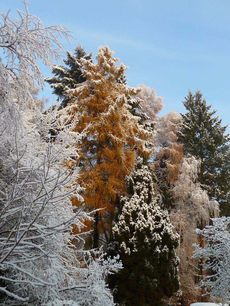 Erster Schnee in 2010