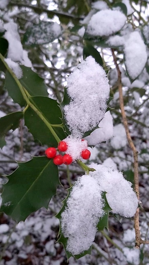 Erster Schnee in NRW (4)