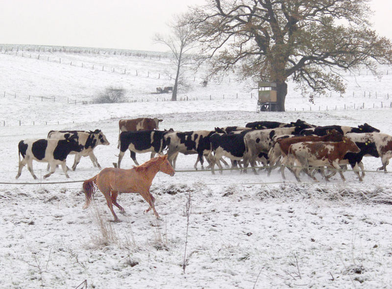 erster Schnee in Wegekaten