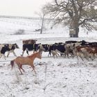 erster Schnee in Wegekaten