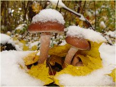 erster Schnee ist da...
