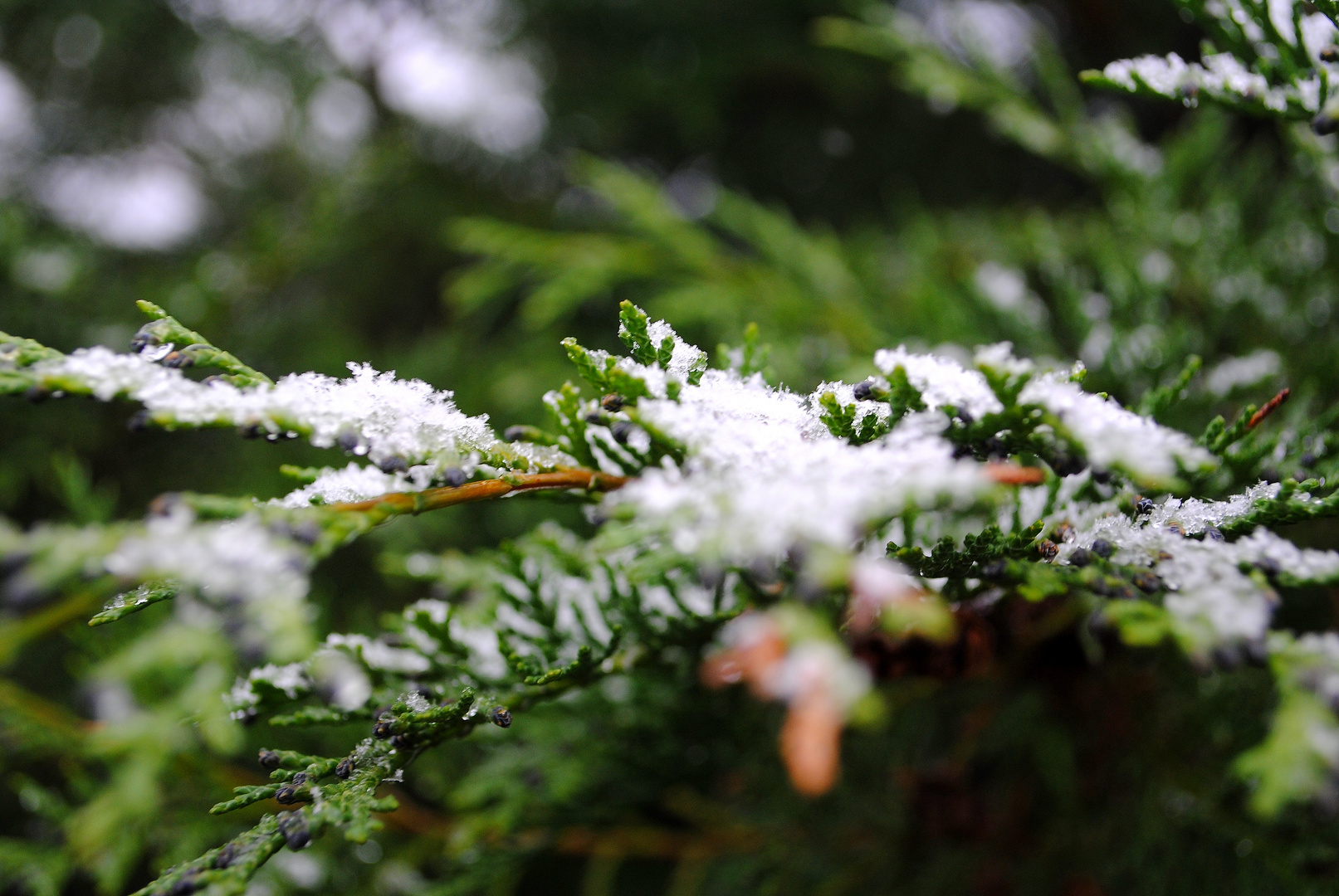 erster Schnee überrascht die Natur