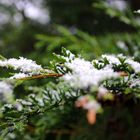 erster Schnee überrascht die Natur