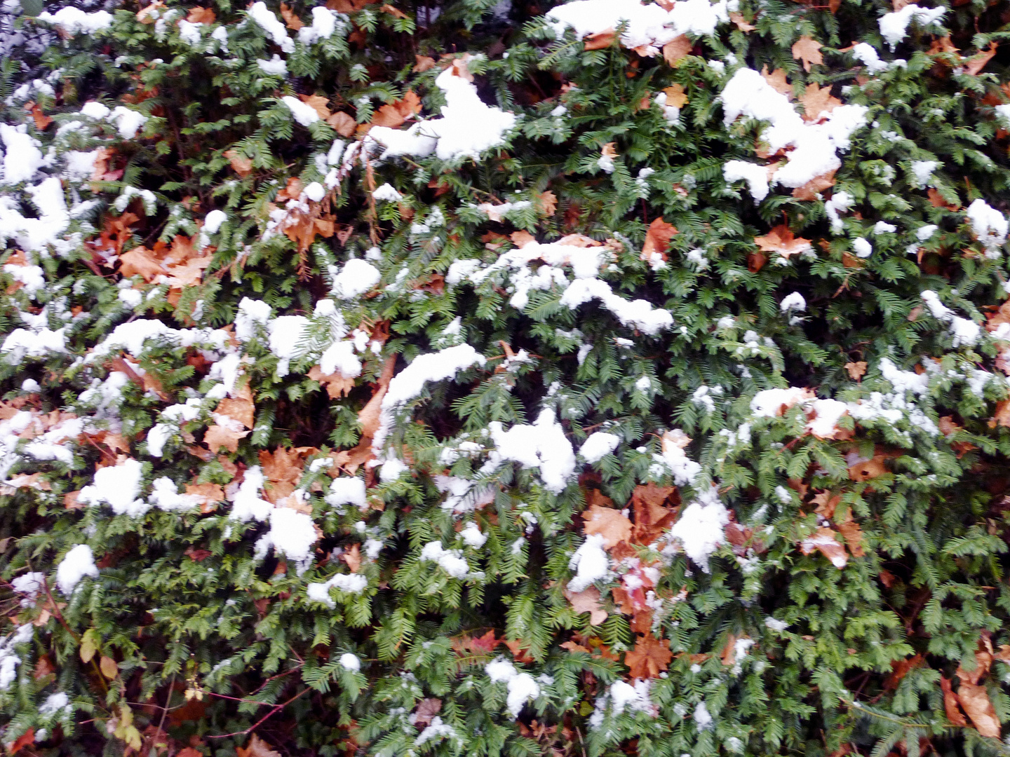 Erster Schnee (Welke Bla&#776;tter - 45)