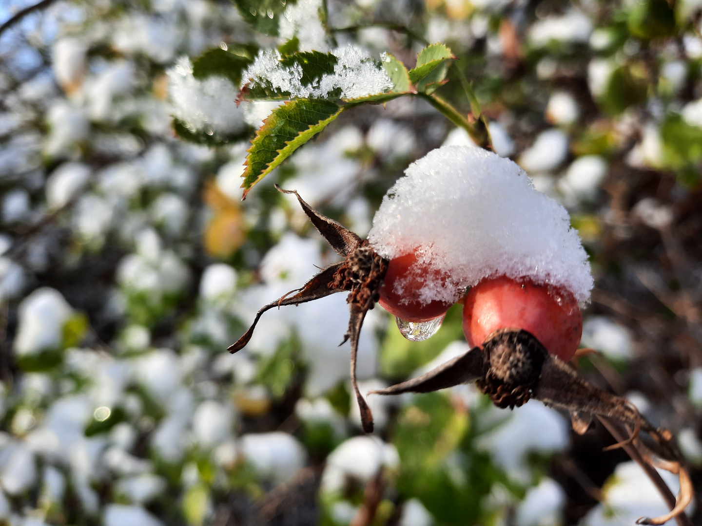 Erster Schnee zum Jahresende