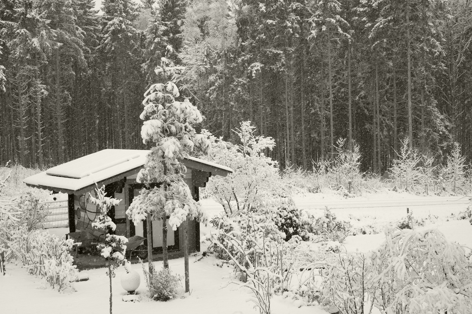 Erster Schneee - Bayr. Wald