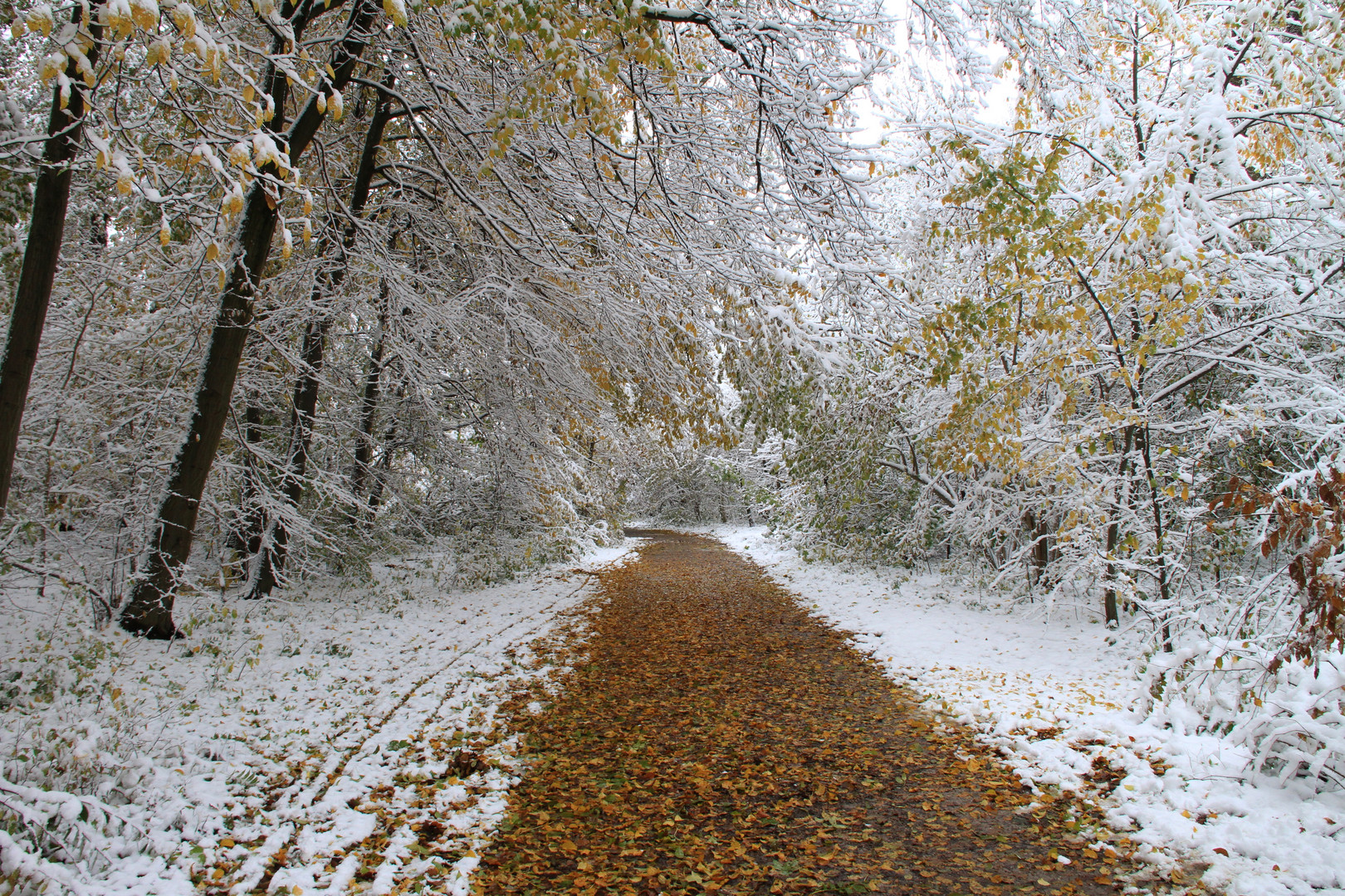 Erster Schneefall