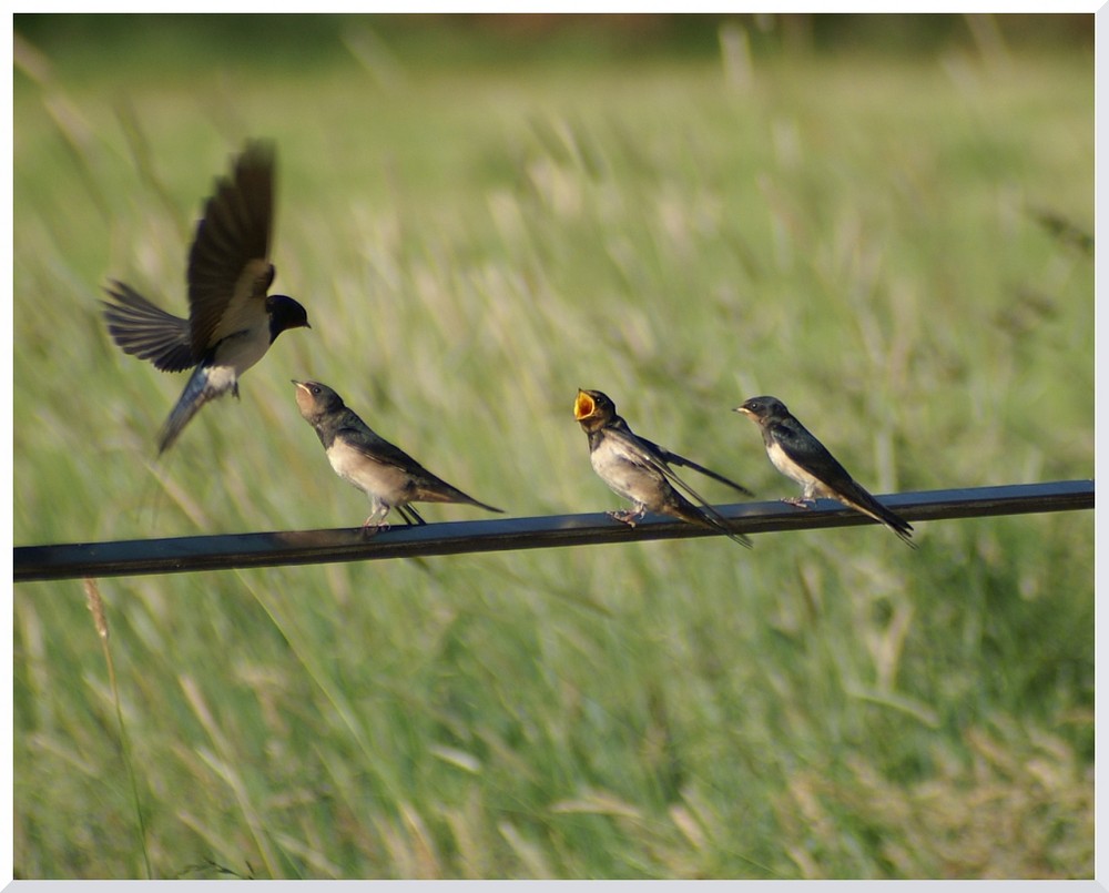 Erster Schwalben Ausflug.