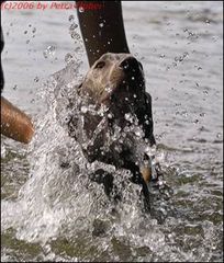 Erster Schwimmversuch