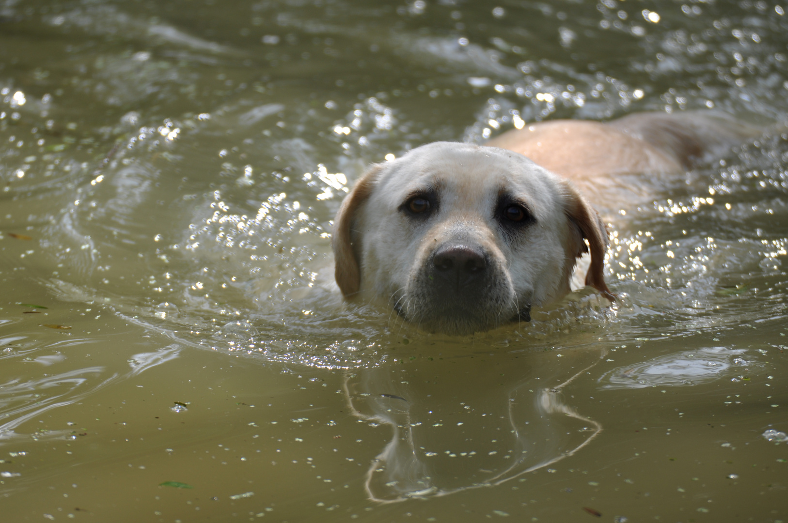 Erster Schwimmversuch