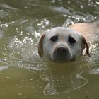 Erster Schwimmversuch