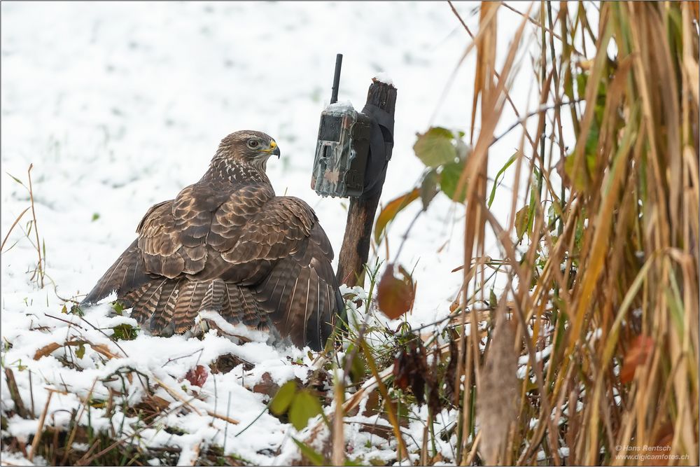 Erster "Selfie" Bussard aus der Schweiz :-)