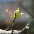 erster sprößling