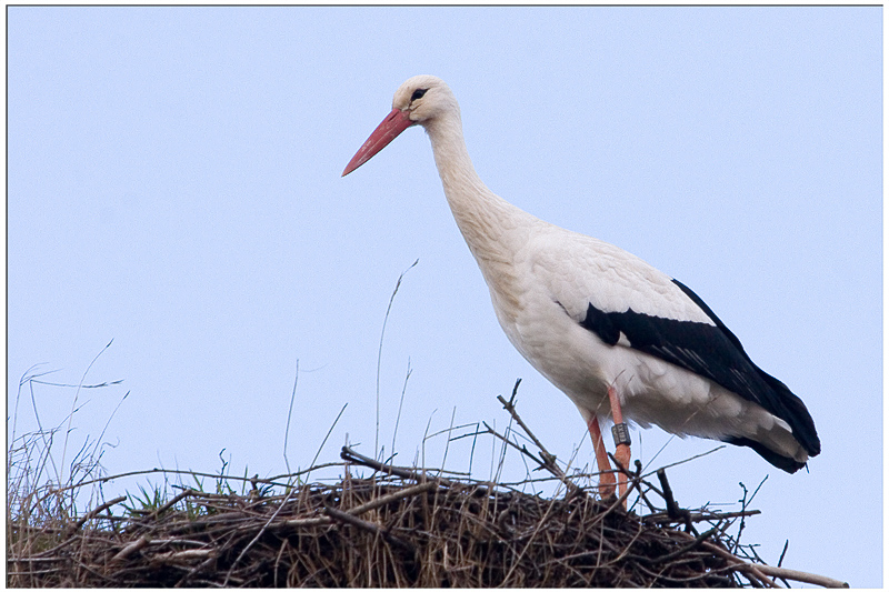 Erster Storch...