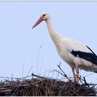 Erster Storch...