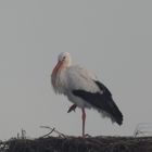 Erster Storch in Dinker 2019