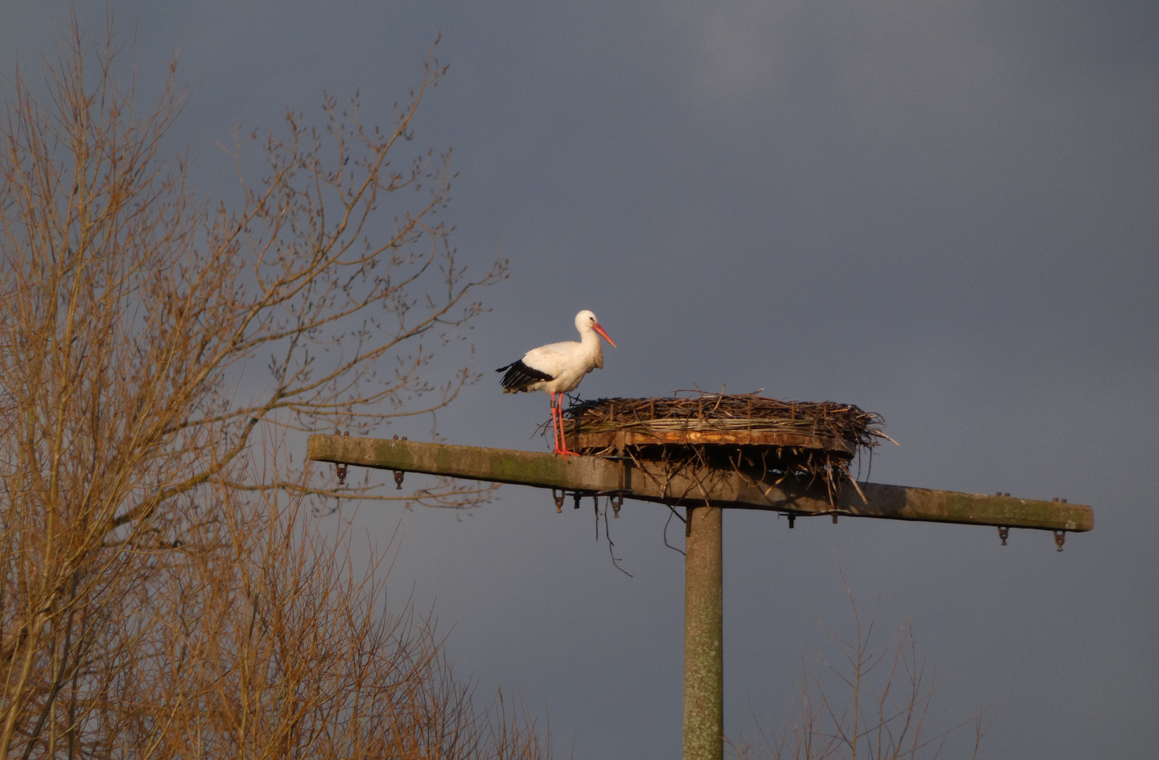Erster Storch in Hamm am Niederwerrieser Weg eingetroffen.