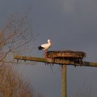 Erster Storch in Hamm am Niederwerrieser Weg eingetroffen.