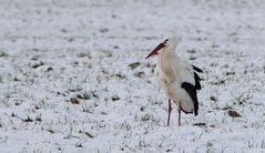 Erster Storch oder Wintergast?