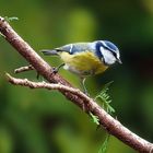 Erster Treffer bei der Vogelfotografie