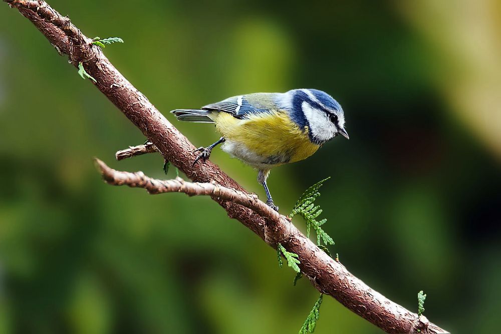 Erster Treffer bei der Vogelfotografie