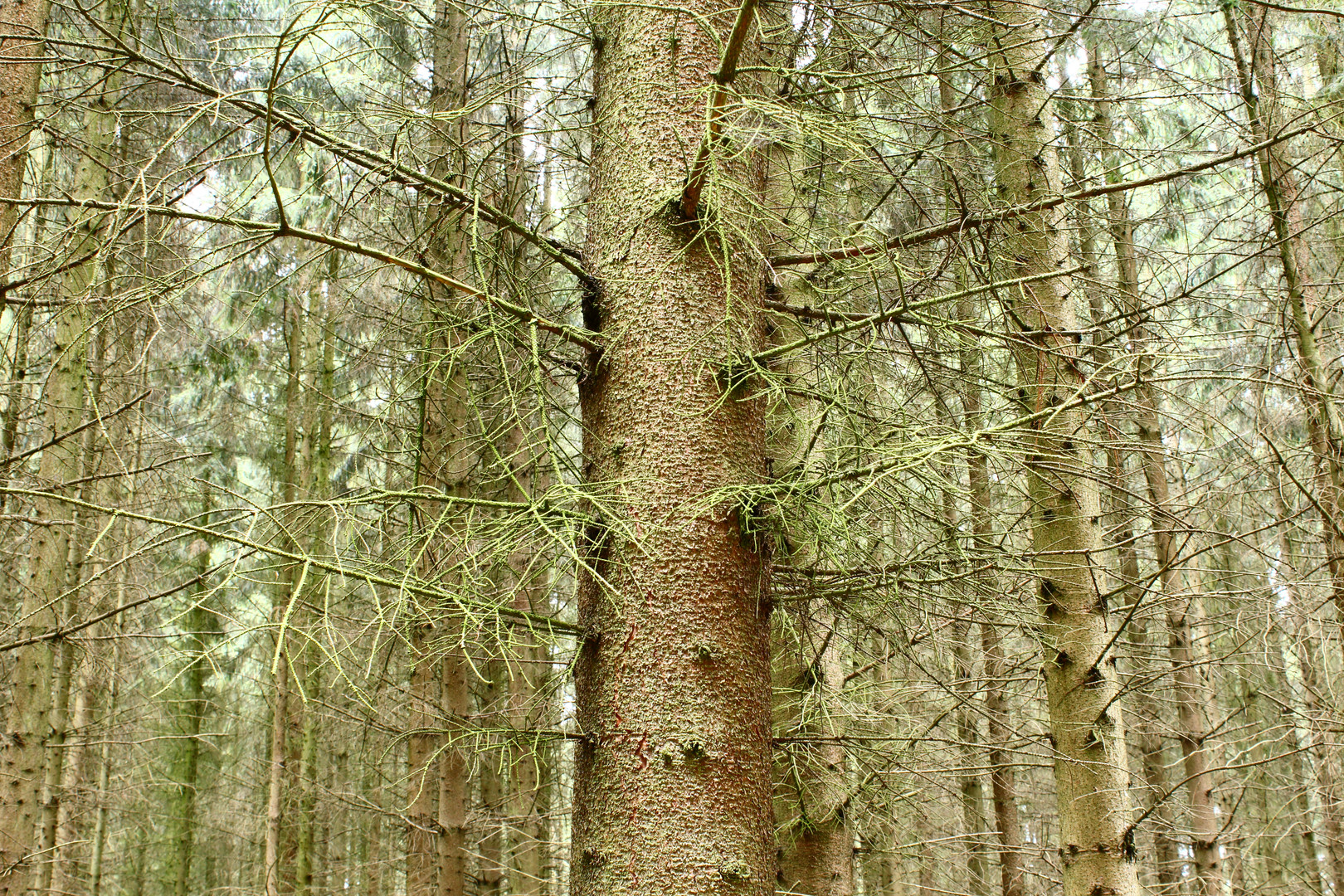 Erster unter gleichen