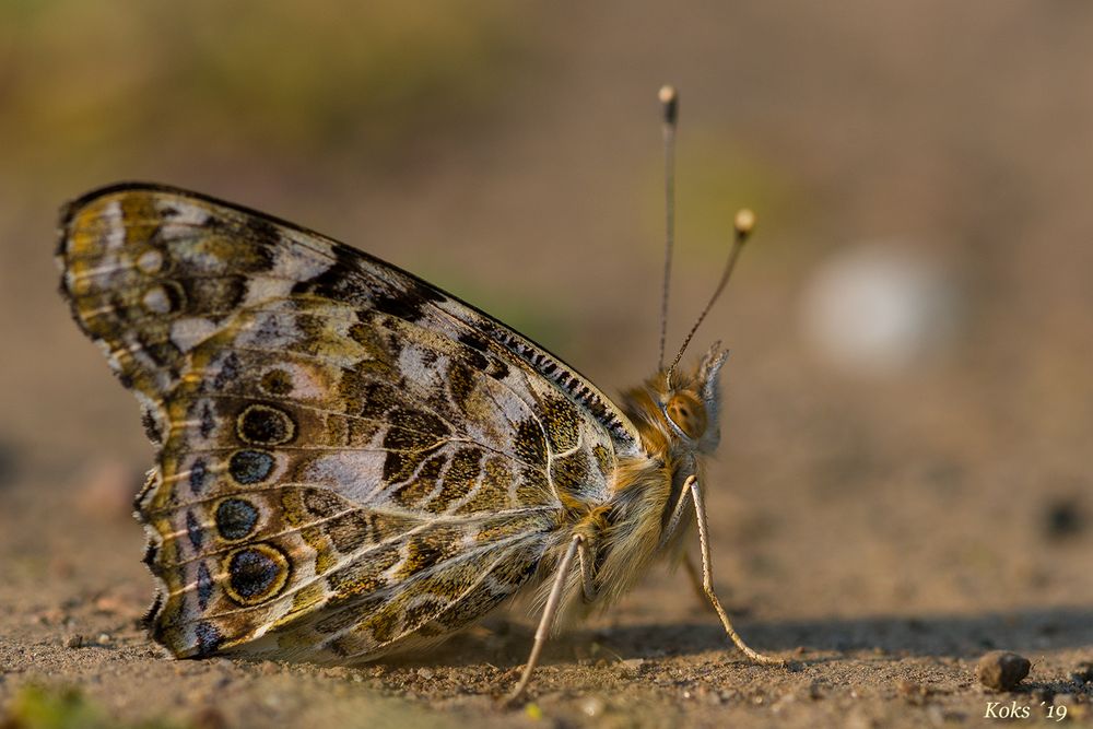 Erster Vanessa cardui