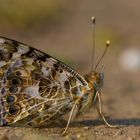 Erster Vanessa cardui