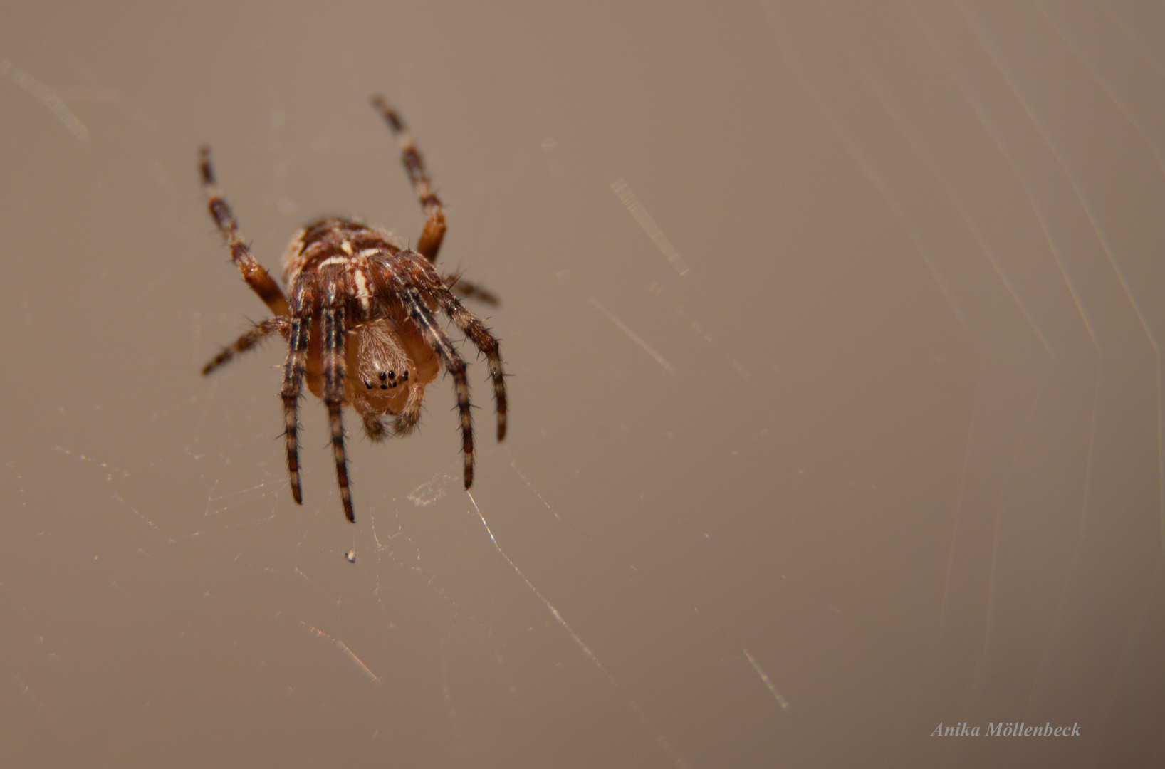 Erster Versuch der Spinnenfotografie