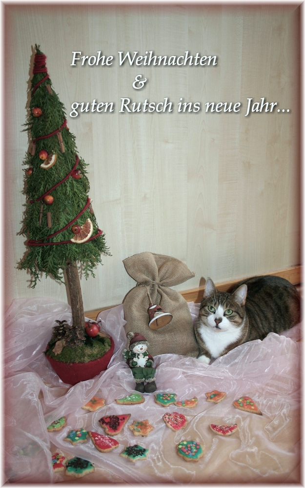 erster versuch eines arrangements mit katze