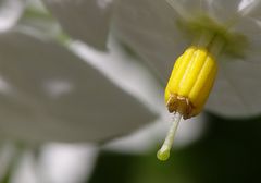 Erster Versuch mit dem neuen Makroobjektiv