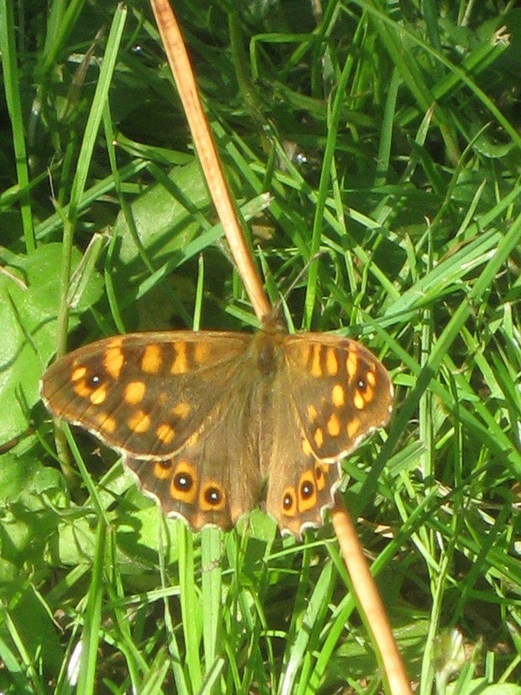 Erster Versuch mit einem Schmetterling