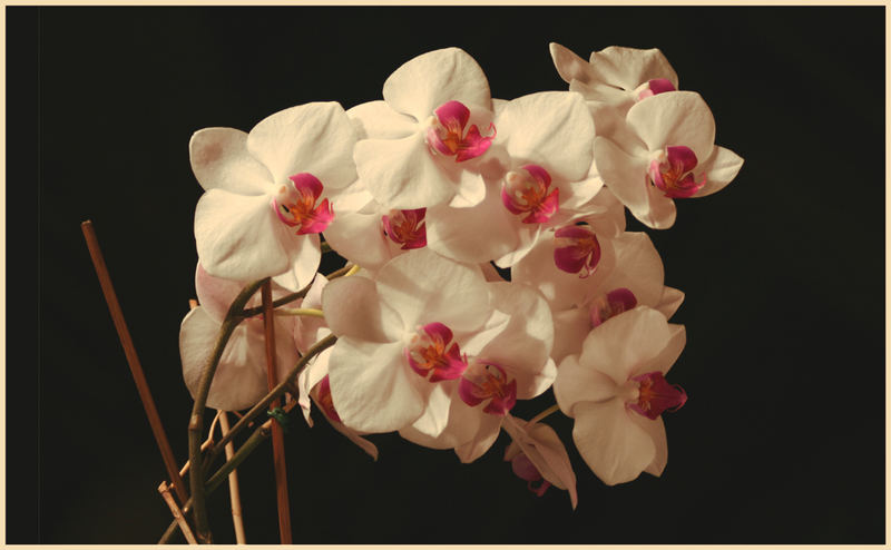 Erster Versuch mit Orchideen...
