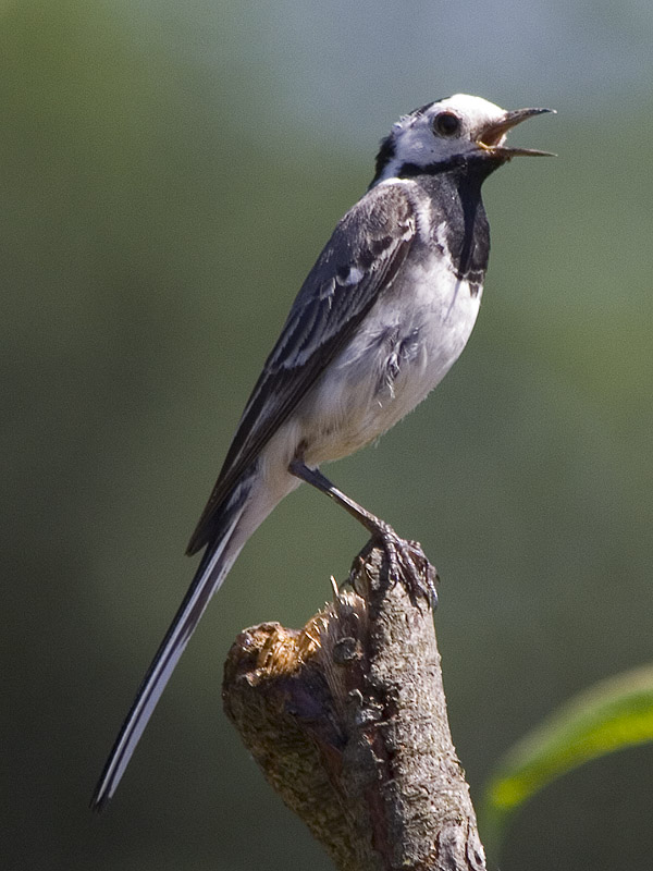 Erster Vogel mit 500mm (800mm an Canon 350D)