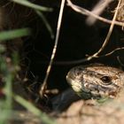 erster, vorsichtiger Blick nach draußen