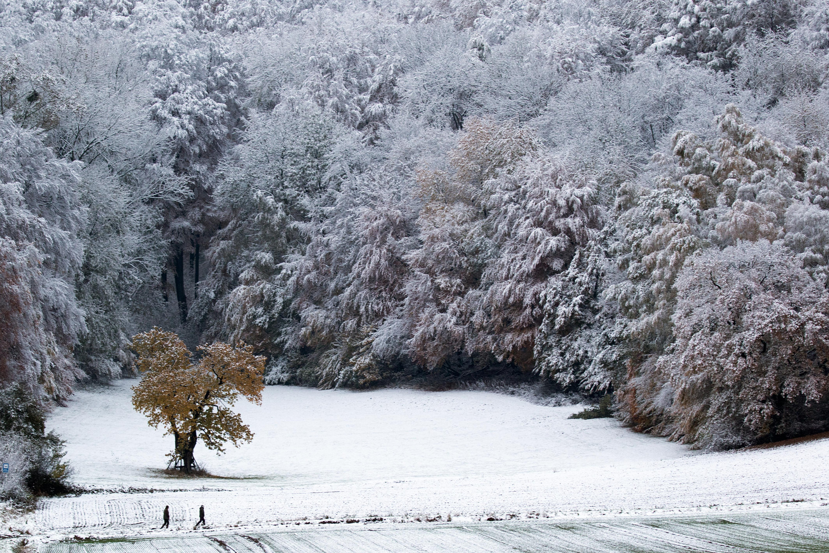 Erster Wintergruß 2016